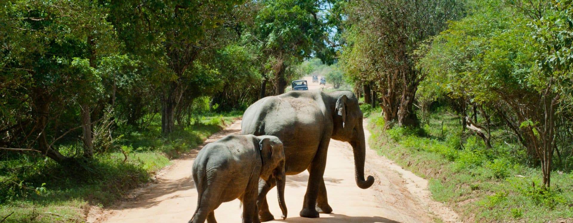 Jungle Safari in Chitwan