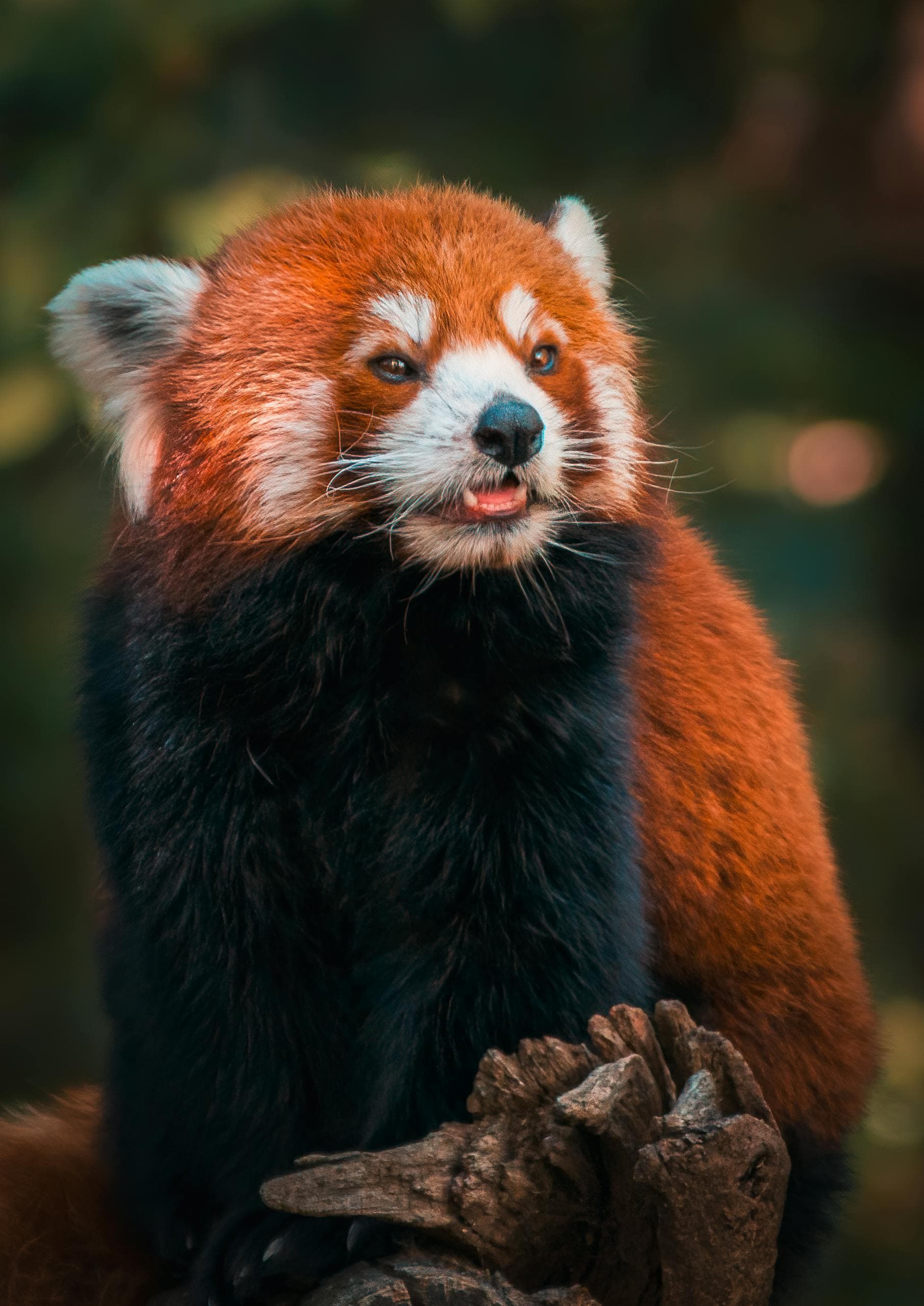 Pexels Aaacikbas 5631317