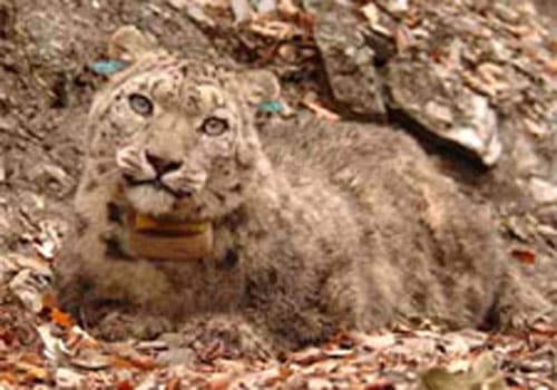 Snow leopard at tsum valley