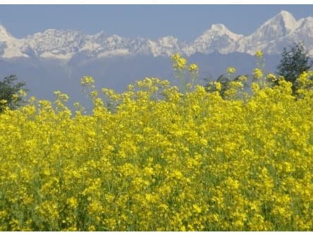 Shivapuri and Kakani village tour