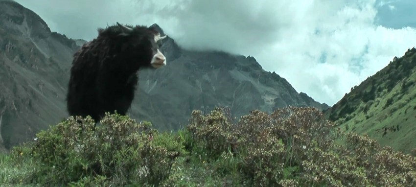 Trek de Chomolhari et Lingshi - Chomolhari et Lingshi Trek