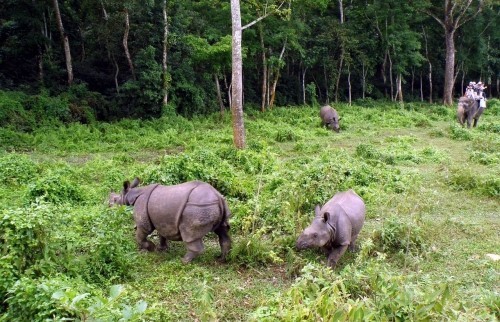 Safari dans la jungle de Bardia