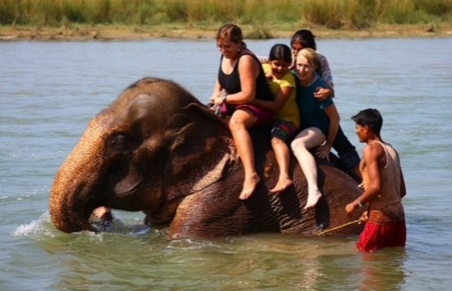 Safari dans la jungle de Chitwan