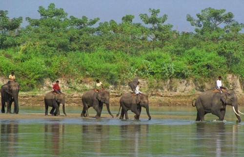 Safari dans la réserve faunique de Parsa