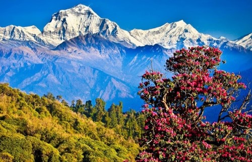 Trek de Poon Hill